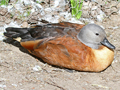 South African Shelduck